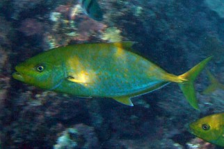 Carangoides bajad - Zitronen-Makrele (Orangenfleckmakrele, Orangenfleck-Stachelmakrele, Goldkörper-Stachelmakrele)